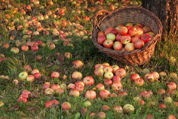 pressi_mobile_pommes